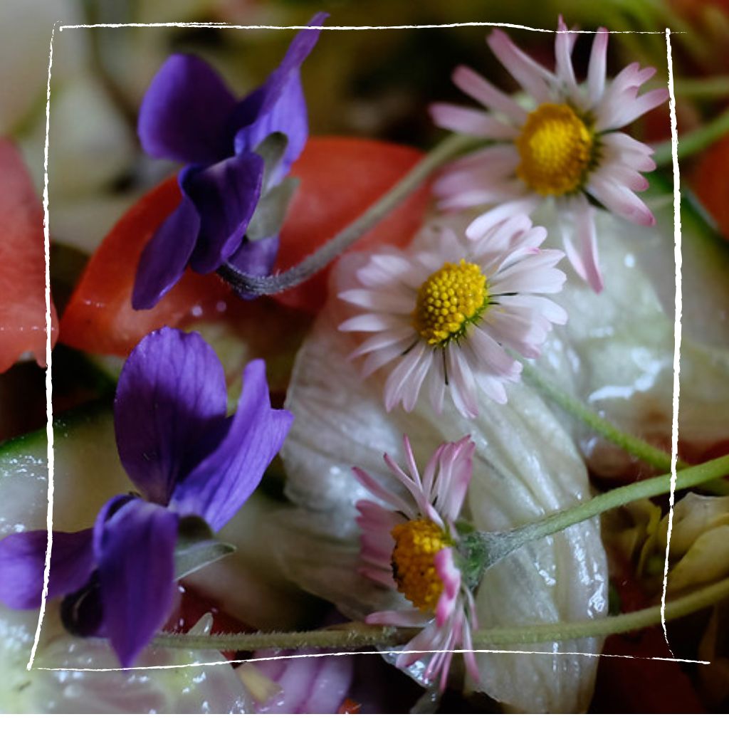 Frischer Frühlingssalat mit Gänseblümchenblüten und jungen Blättern, garniert mit Radieschen und Walnüssen
