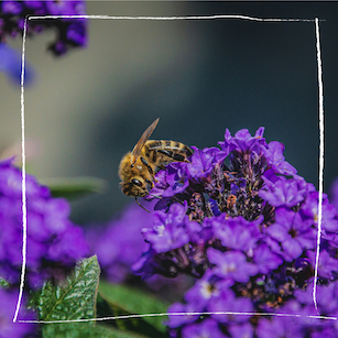 Bienenfreundlicher Kräuterbalkon
