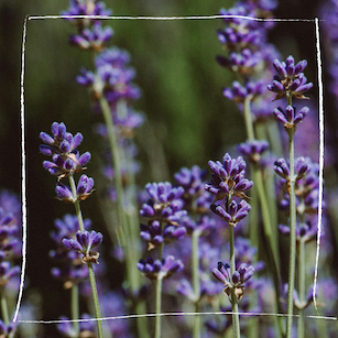 Lavendel mit Bienen