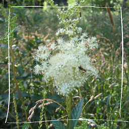 Mädesüß Wiese im Sommer