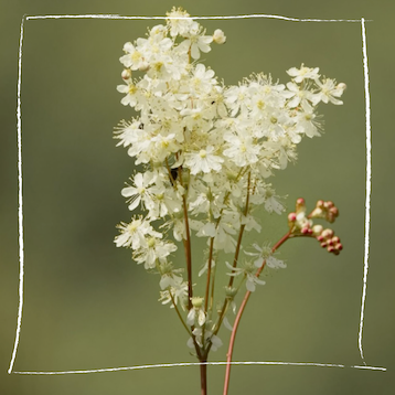 Mädesüß Blüten in der Natur