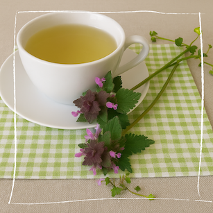 Frisch zubereiteter gelber Taubnessel-Tee in einer durchsichtigen Tasse mit frischen Blättern