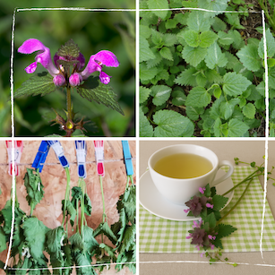 Verschiedene Taubnessel-Arten nebeneinander: gefleckte, gelbe, rosa und blaue Taubnessel