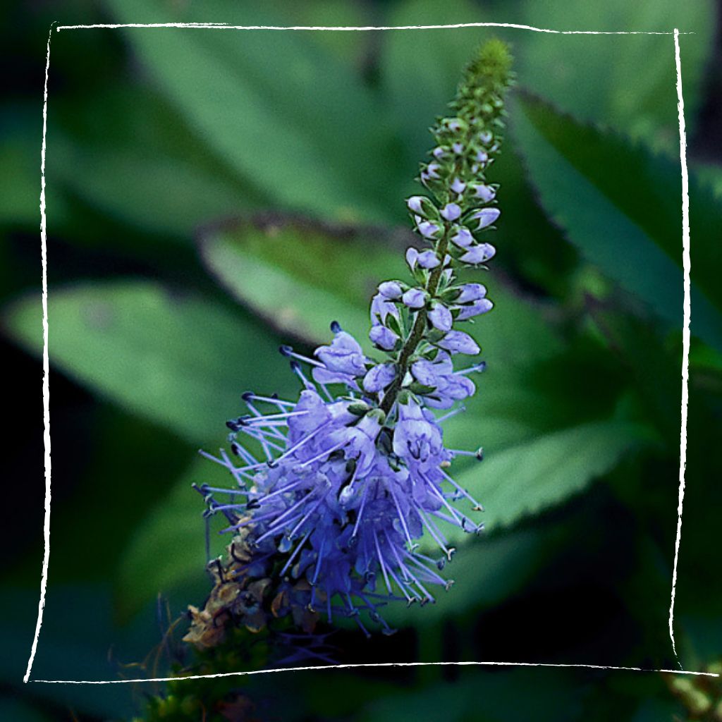 Majestätische blaue Blütenähren des Langblättrigen Ehrenpreis in naturnahem Garten