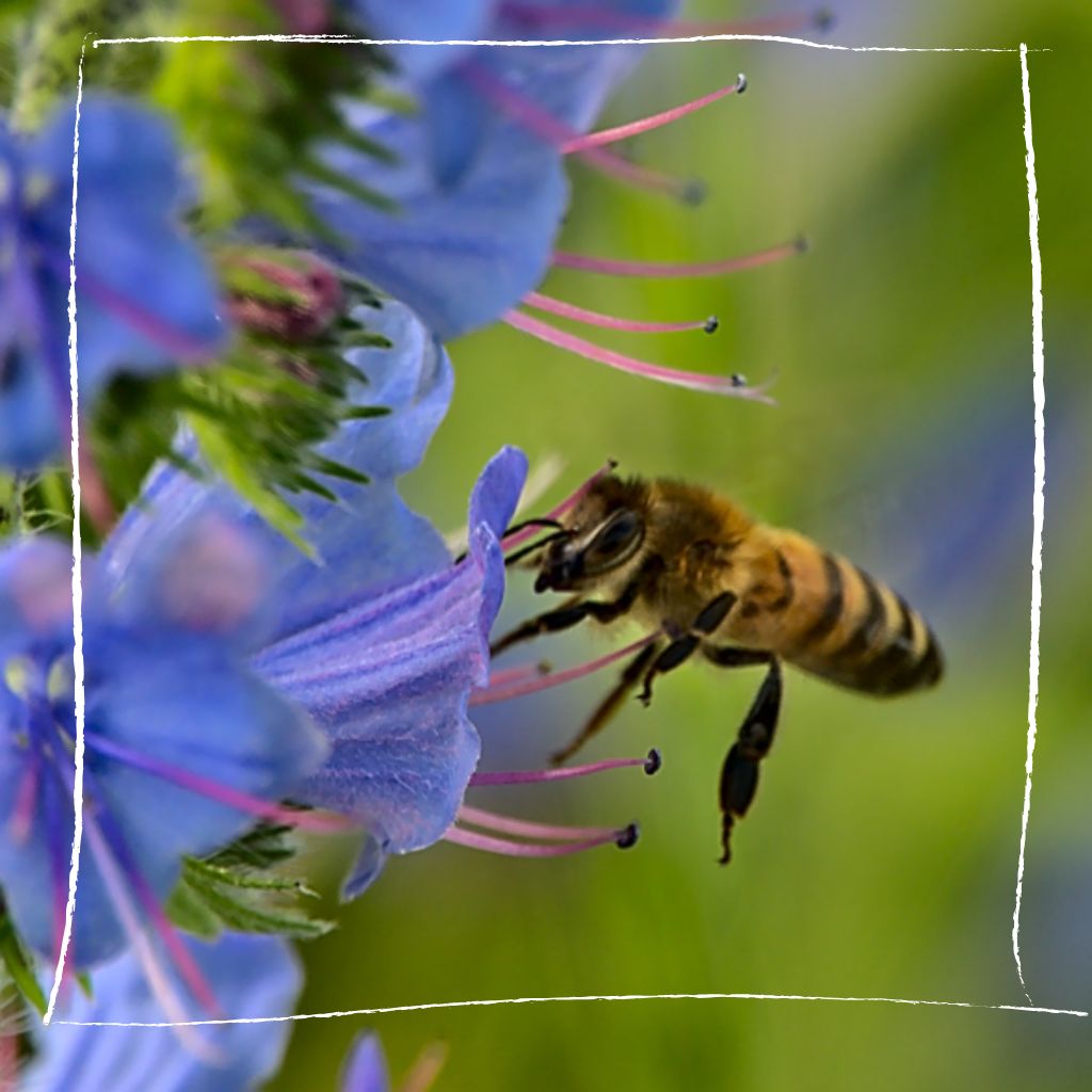 Hummel sammelt Nektar an Natternkopf-Blüten in naturnahem Garten