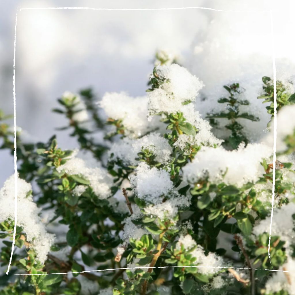 Kräuter Wintervorbereitung