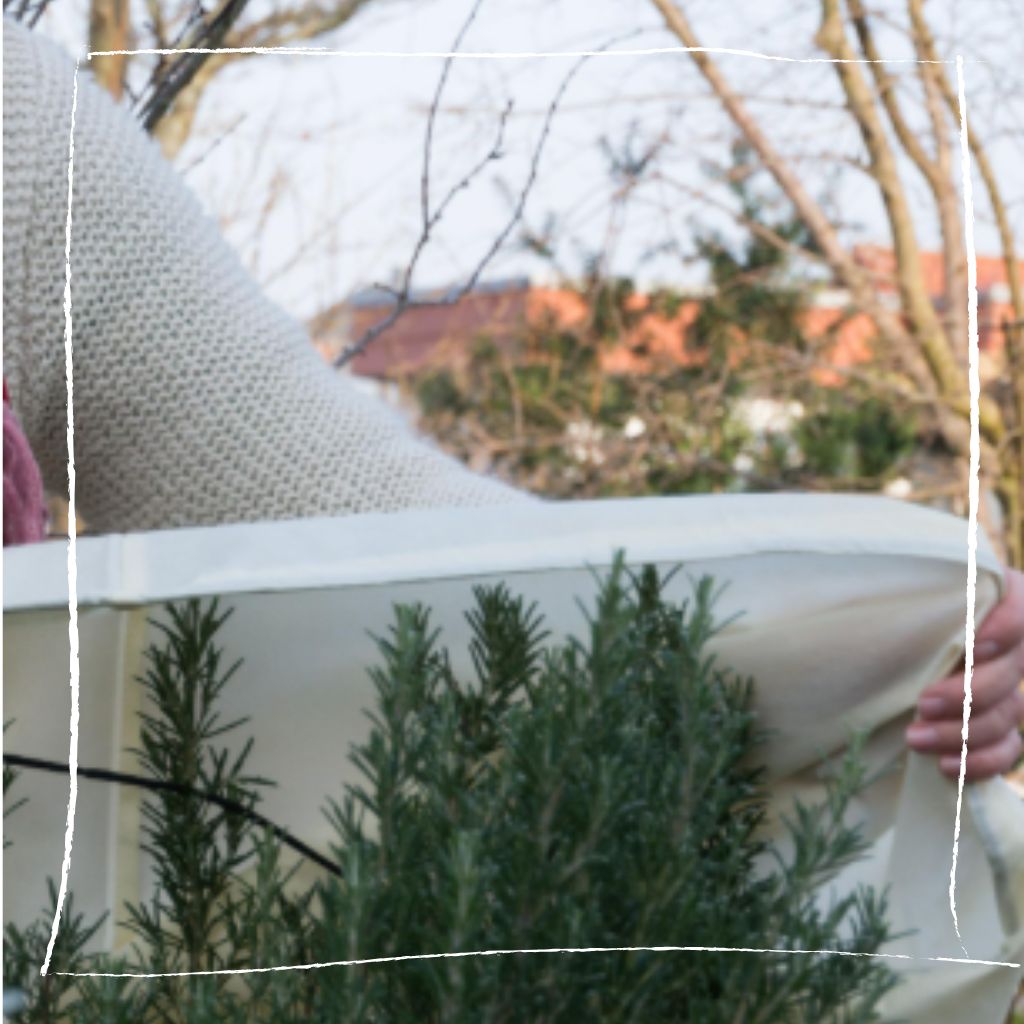 Rosmarin mit Winterschutz