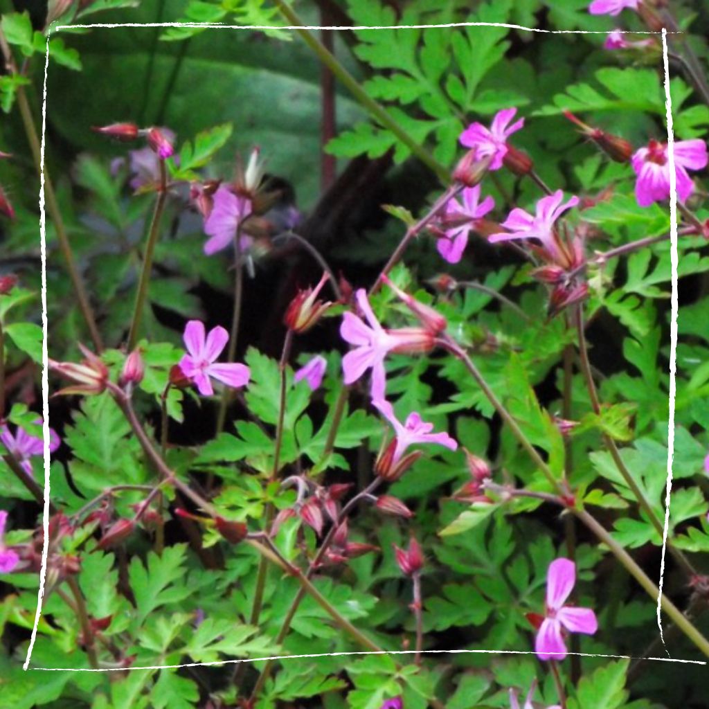 Ruprechtskraut wächst natürlich zwischen anderen Wildkräutern in einem naturnahen Garten