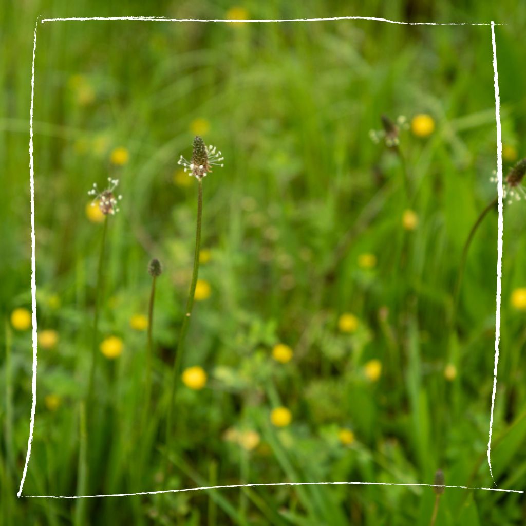 Spitzwegerich wächst in einem naturnahen Kräutergarten zwischen anderen Heilpflanzen