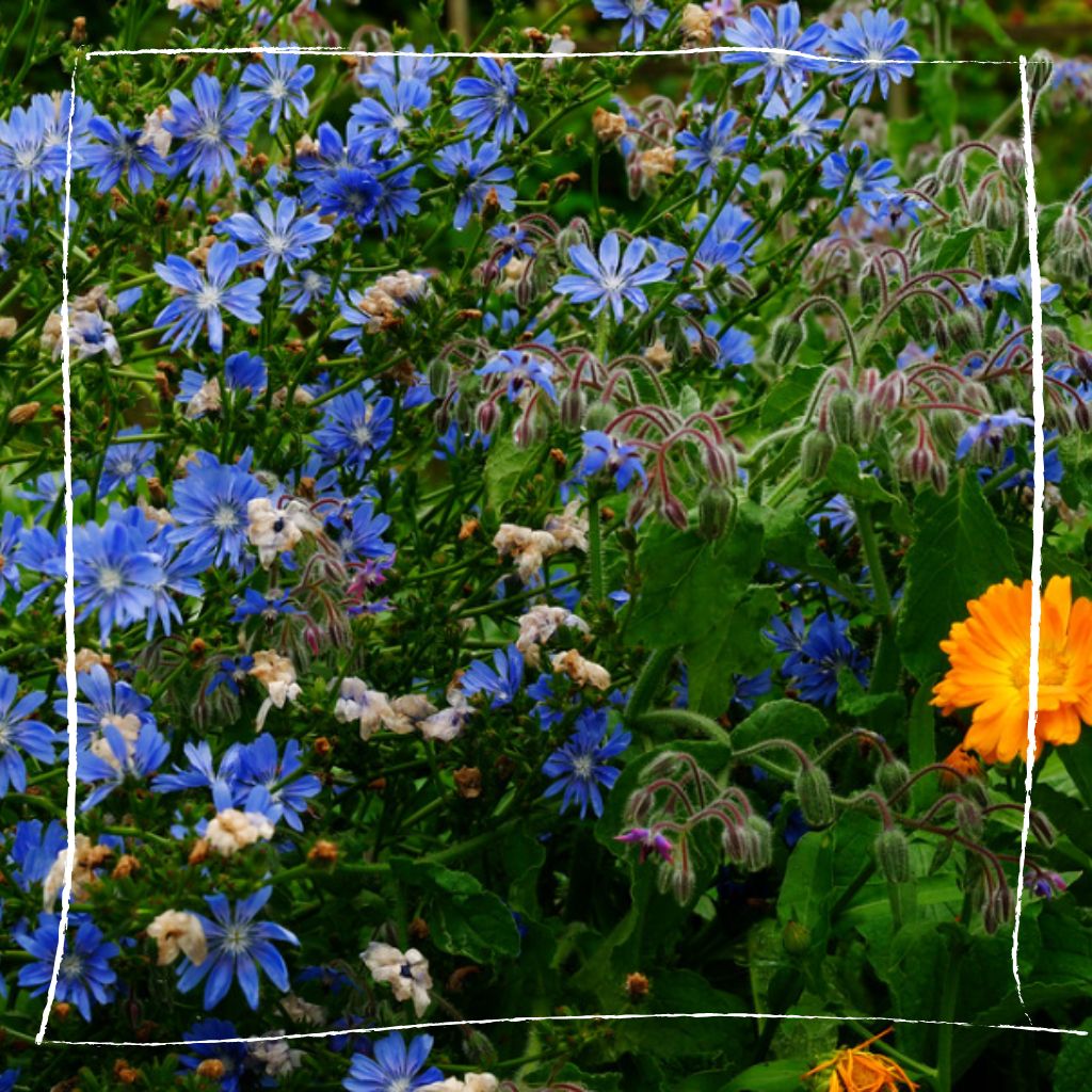 Gepflegter Kräutergarten mit blühenden Wegwartenpflanzen zwischen anderen Küchenkräutern und Gemüsepflanzen