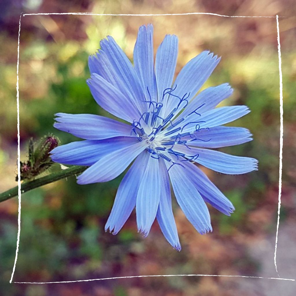 Leuchtend blaue Wegwartenblüte mit charakteristischen gefransten Blütenblättern und typischen gezähnten Blättern im Hintergrund