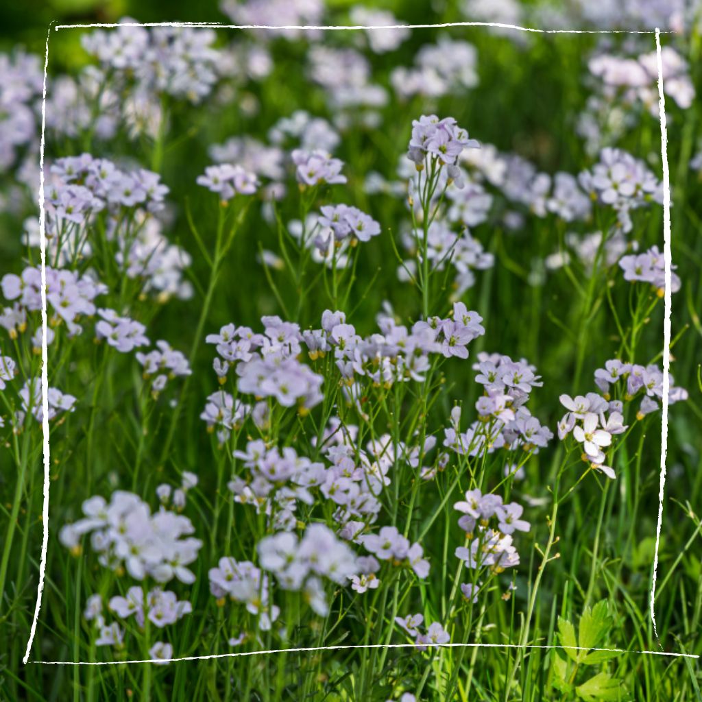 Wiesenschaumkraut im naturnahen Garten zwischen anderen Wildkräutern und Frühlingsblumen