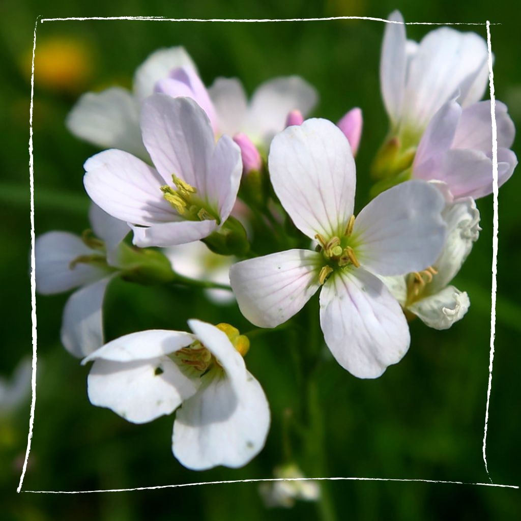 Nahaufnahme der charakteristischen rosa-weißen Wiesenschaumkraut-Blüten mit vier Blütenblättern