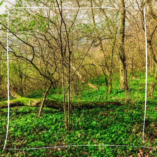 Bärlauch im Wald sammeln