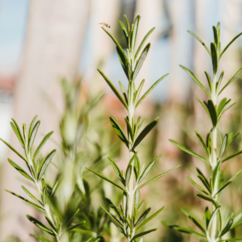 Frischer Rosmarin wird mit der Gartenschere geerntet