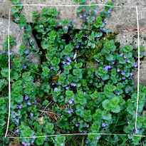 Gundermann-Teppich im Garten mit dichten, herzförmigen Blättern als Bodendecker