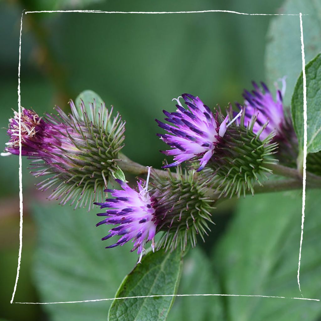 Kletten in der Wildnis