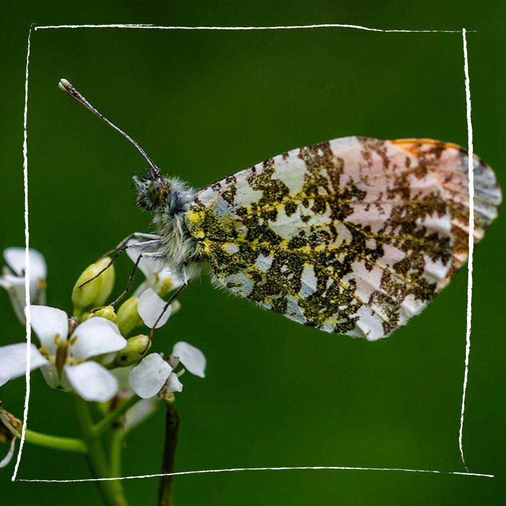 Aurorafalter an Knoblauchsrauke-Blüten im naturnahen Garten