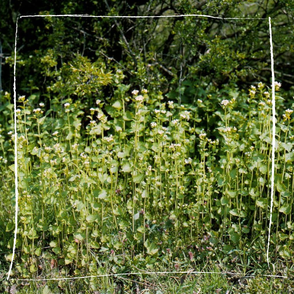 Knoblauchsrauke-Bestand in naturnahem Garten unter Sträuchern