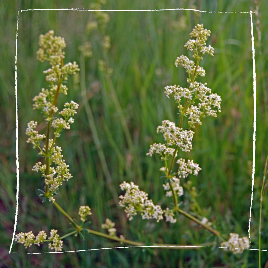 Naturnaher Garten mit verschiedenen Labkraut-Arten zwischen anderen Wildkräutern und Blumen