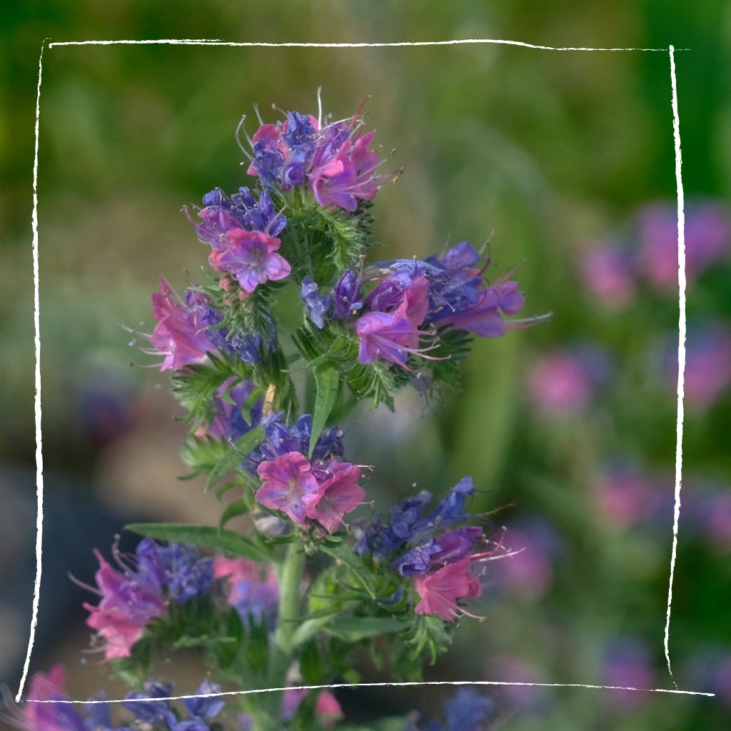 Natternkopf-Bestand auf einer Wildblumenwiese mit verschiedenen Insekten