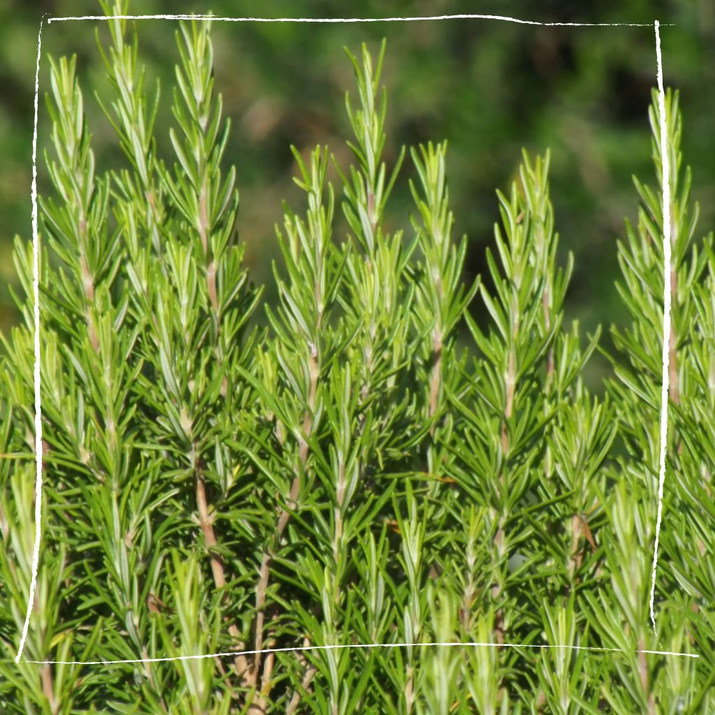 Frischer Rosmarin im Kräutergarten