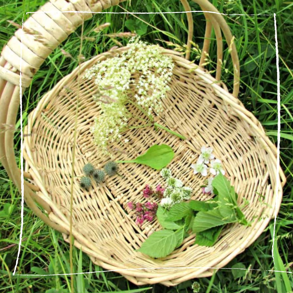 Hände sammeln frische Kleeblüten in einem Weidenkorb auf einer Blumenwiese
