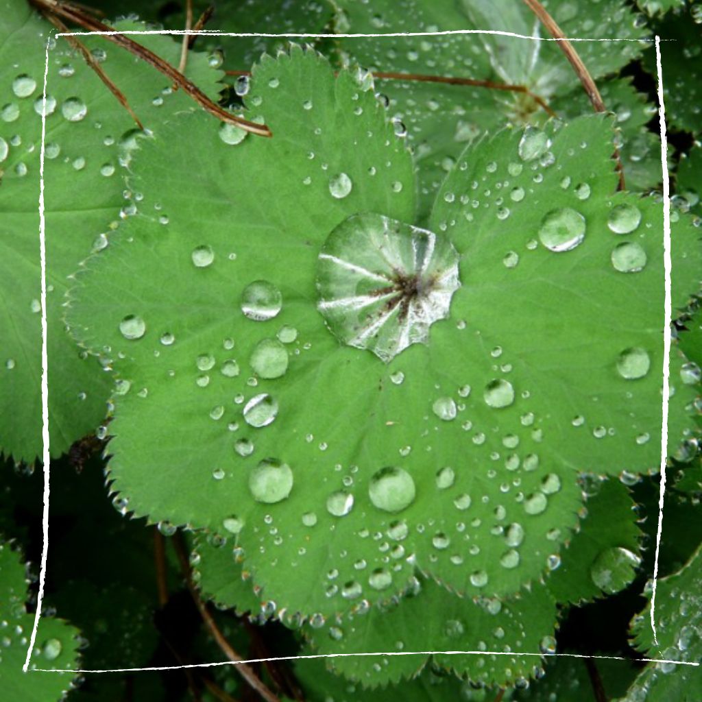 Frauenmantel im Kräutergarten mit Tautropfen