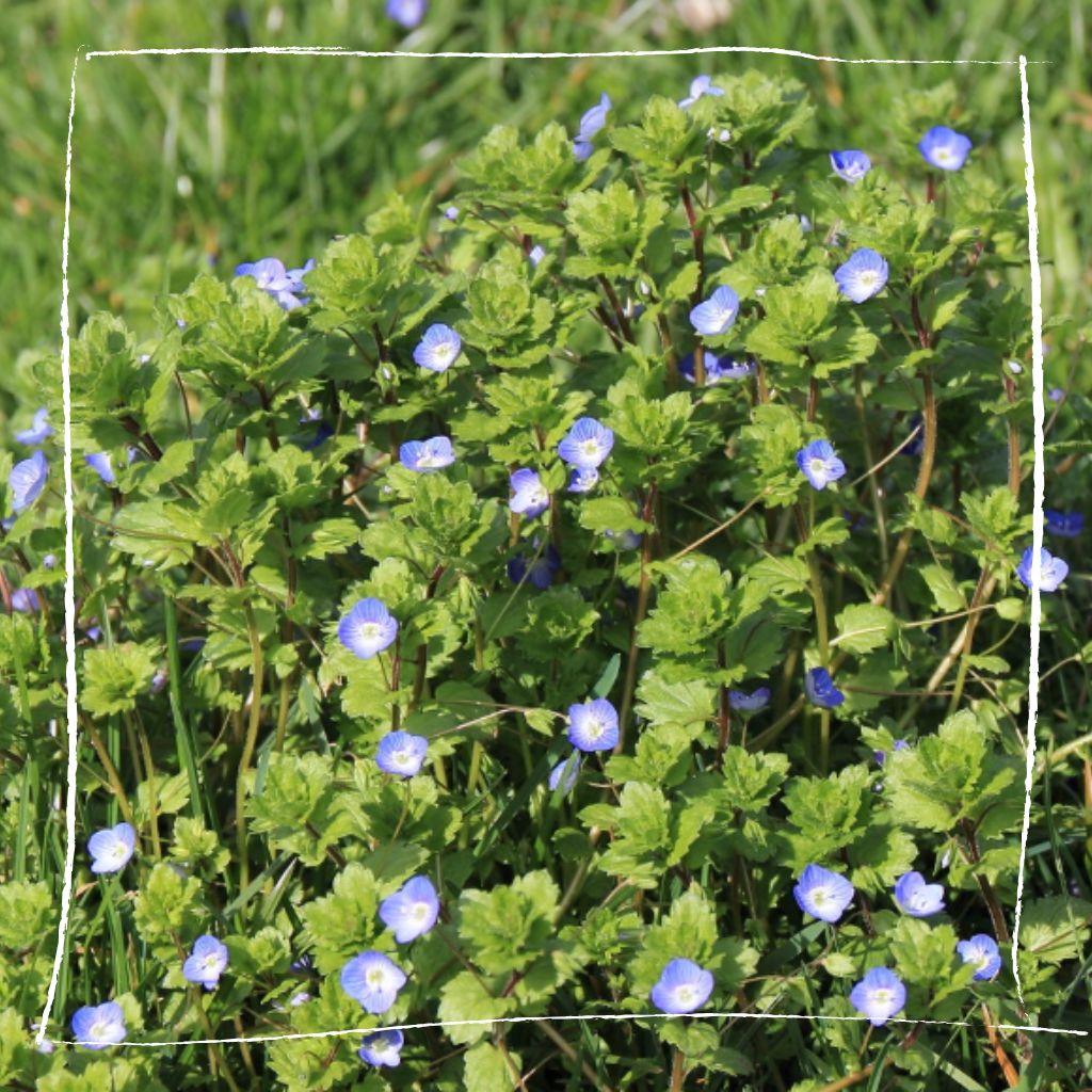 Naturnaher Kräutergarten mit blühendem Gamander-Ehrenpreis zwischen anderen Wildkräutern und Kulturpflanzen