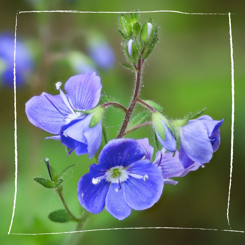 Nahaufnahme der charakteristischen himmelblauen Blüten und gezähnten Blätter des Gamander-Ehrenpreises