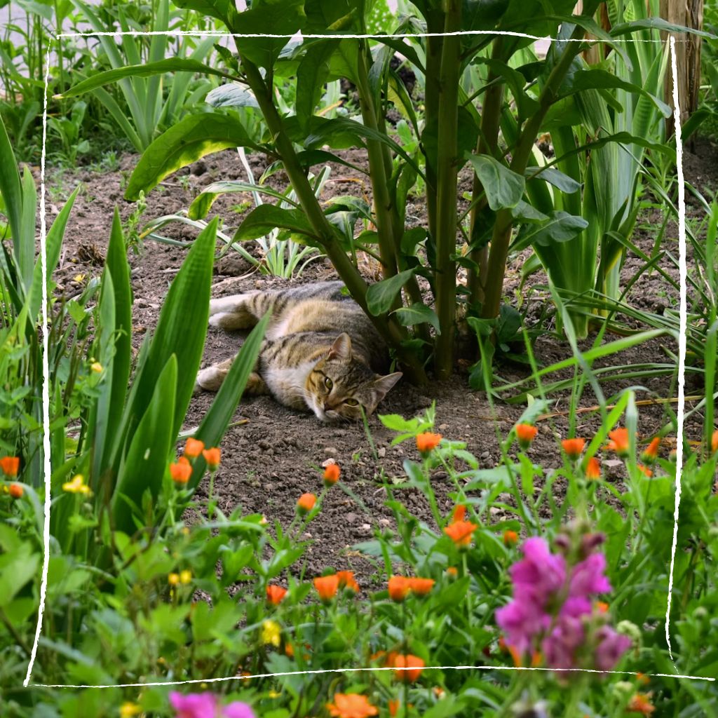 Katzenfreundlicher Kräutergarten mit sicheren Pflanzen und Katzengras