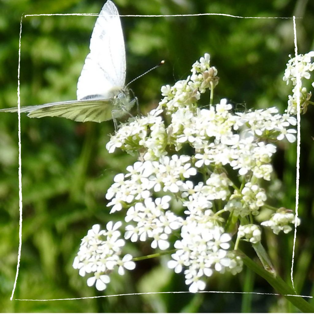 Wilde Möhre Blüte auf der Wiese