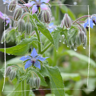 Borretsch Suppe: Ein Frühlingsgruß aus dem Kräutergarten