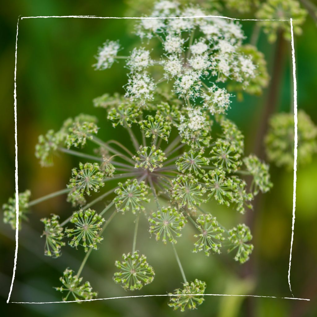 engelwurz wild