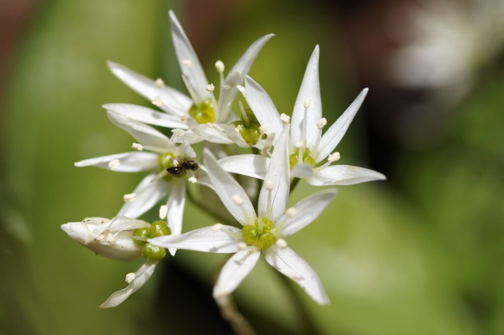 küchenkräuter Knoblauch in wilder Umgebung
